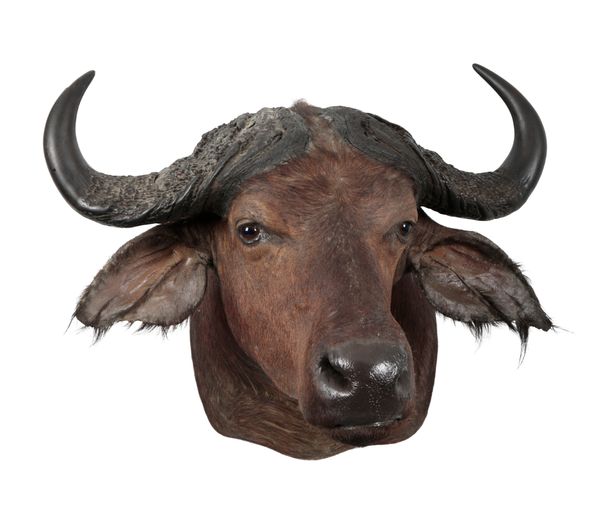 TAXIDERMY: A NILE BUFFALO NECK MOUNT