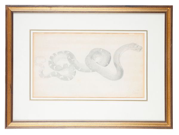 ATTRIBUTED TO CORNELIUS PRONK (1691-1759) Study of a snake