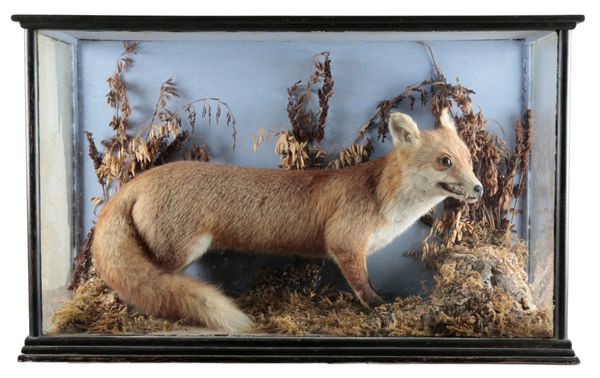 TAXIDERMY: AN EDWARDIAN FOX