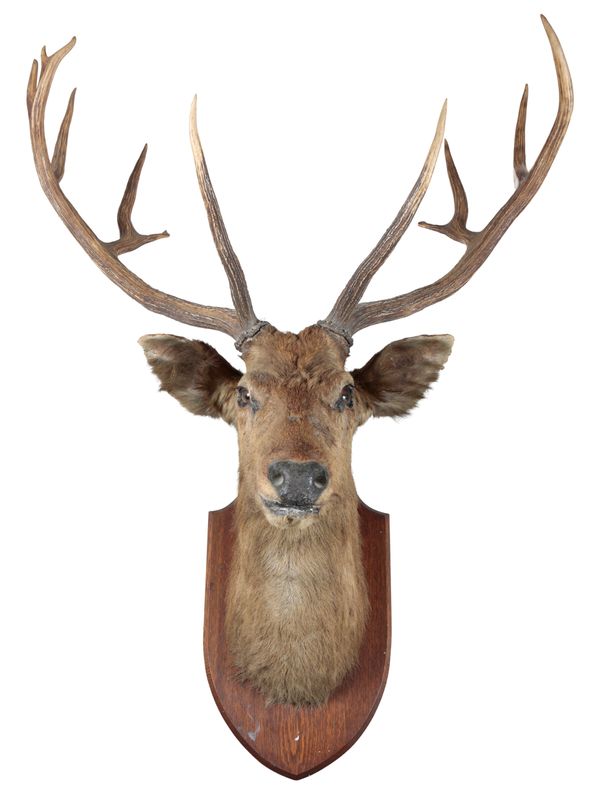 TAXIDERMY: A RED DEER STAG NECK MOUNT