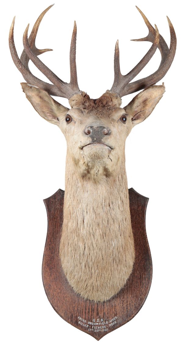 TAXIDERMY: A RED DEER STAG NECK MOUNT