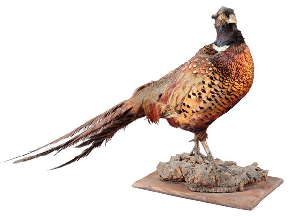 TAXIDERMY: A COCK PHEASANT