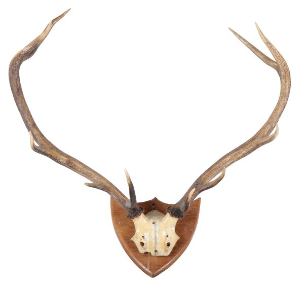 TAXIDERMY: A PAIR OF RED DEER STAG ANTLERS