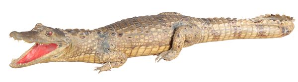 TAXIDERMY: A 19TH CENTURY CAIMAN