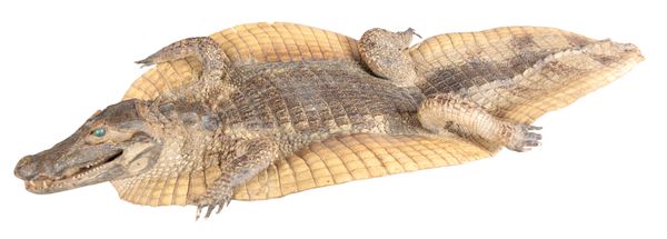 TAXIDERMY: A 19TH CENTURY CAIMAN