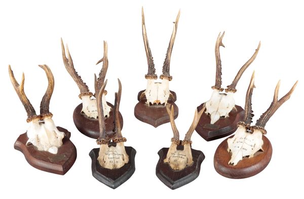 TAXIDERMY: SEVEN ROE DEER ANTLERS