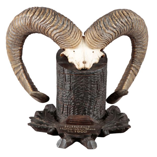 TAXIDERMY: A PAIR OF MOUFLON HORNS