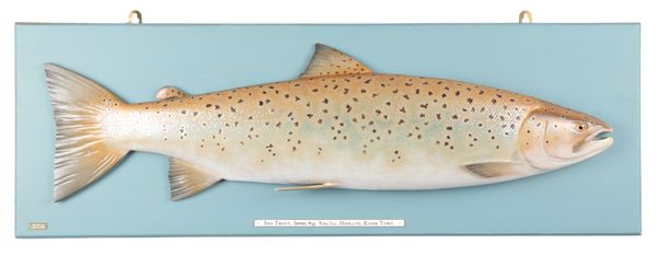 ROGER BROOKES, HEREFORDSHIRE: A CARVED WOOD AND HAND-PAINTED SEA TROUT