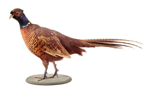 TAXIDERMY: A COCK PHEASANT