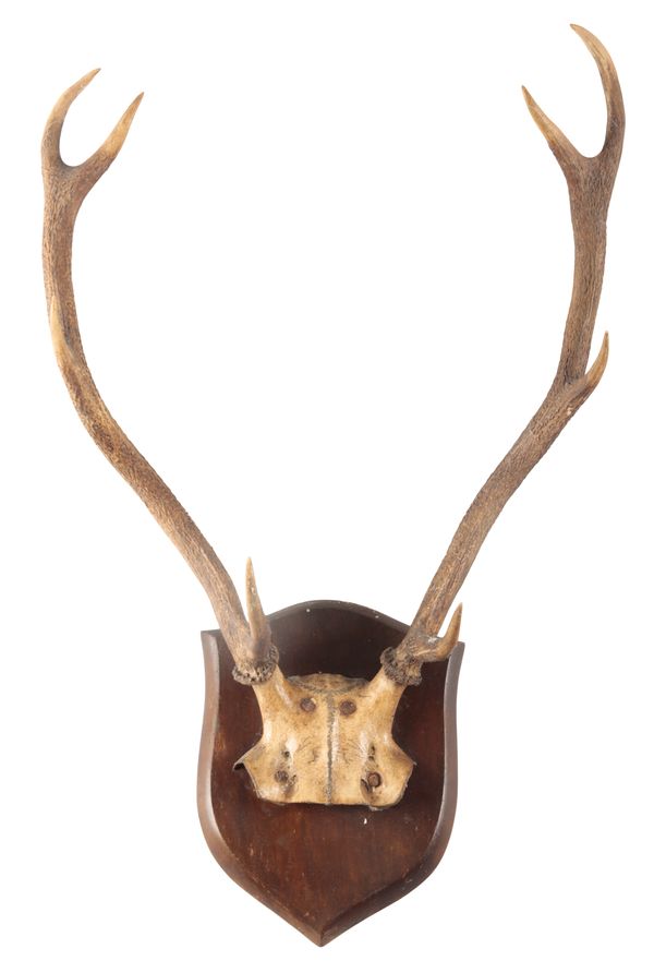 TAXIDERMY: A PAIR OF RED STAG ANTLERS