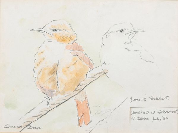 *DAVID BOYS (20TH CENTURY) 'Juvenile Redstart'