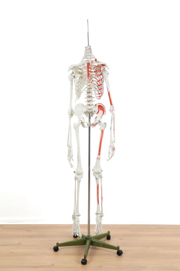 AN EDUCATIONAL COMPOSITE LIFE SIZE PART-SKELETON