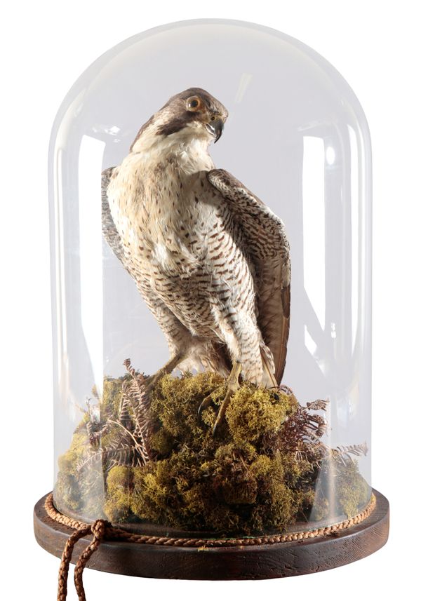 TAXIDERMY: A VICTORIAN PEREGINE FALCON