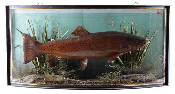 TAXIDERMY: A BROWN TROUT