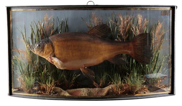 TAXIDERMY: A TENCH