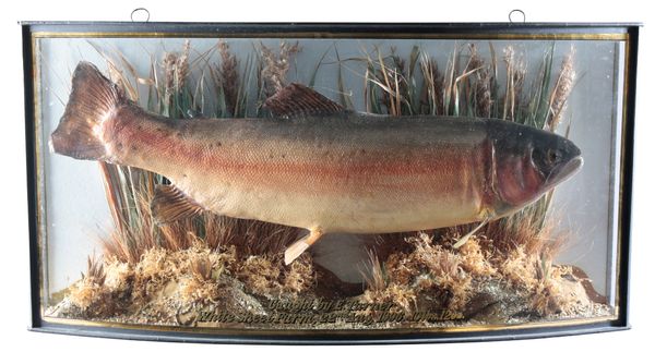 TAXIDERMY: A RAINBOW TROUT