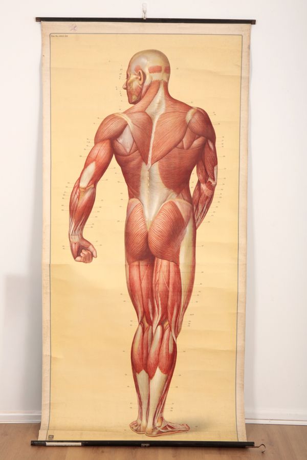 A PAIR OF LINEN BACKED ANATOMICAL POSTERS BY DEUTSCHES HYGIENE-MUSEUM, DRESDEN