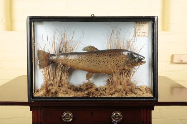 TAXIDERMY: A BROWN TROUT BY J. COOPER & SONS