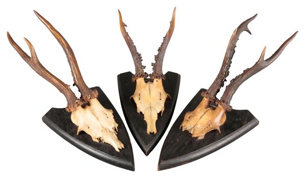 A PAIR OF ROE DEER ANTLERS