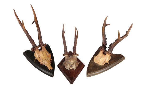 A PAIR OF ROE DEER ANTLERS