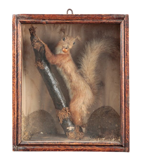 TAXIDERMY: A VICTORIAN RED SQUIRREL WITH HAZELNUT IN MOUTH