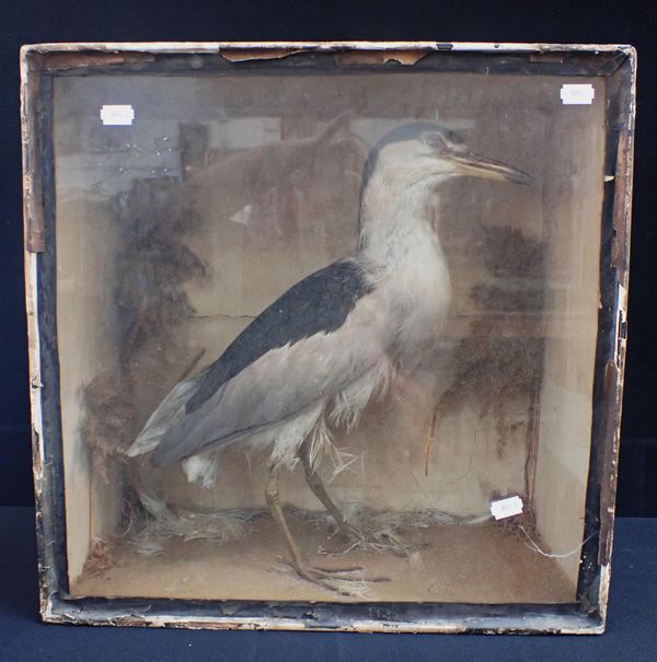 TAXIDERMY: A CASED HERON