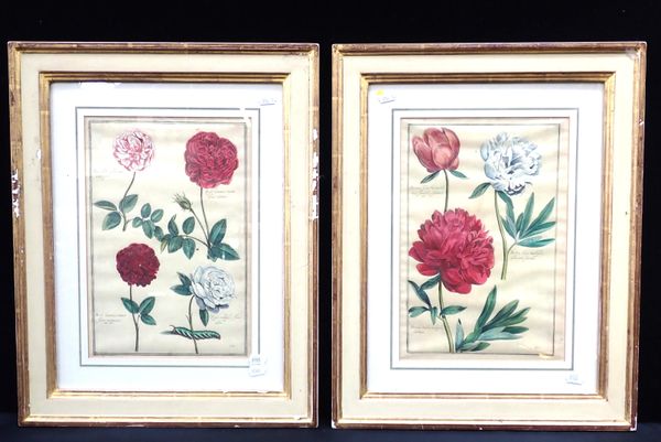 A PAIR OF BOTANICAL PRINTS