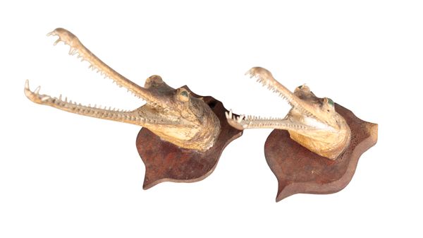 A PAIR OF VICTORIAN ALLIGATOR MASKS