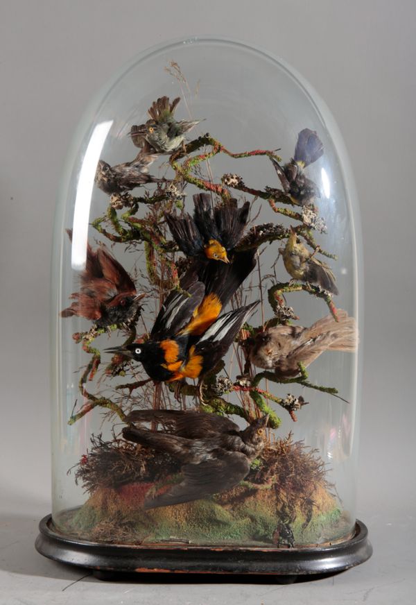 TAXIDERMY: A LARGE VICTORIAN GLASS DOME OF TROPICAL EXOTIC BIRDS