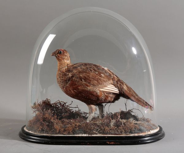 TAXIDERMY: A RED GROUSE IN VICTORIAN GLASS DOME