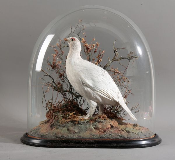 TAXIDERMY: A WINTER GROUSE IN VICTORIAN GLASS DOME