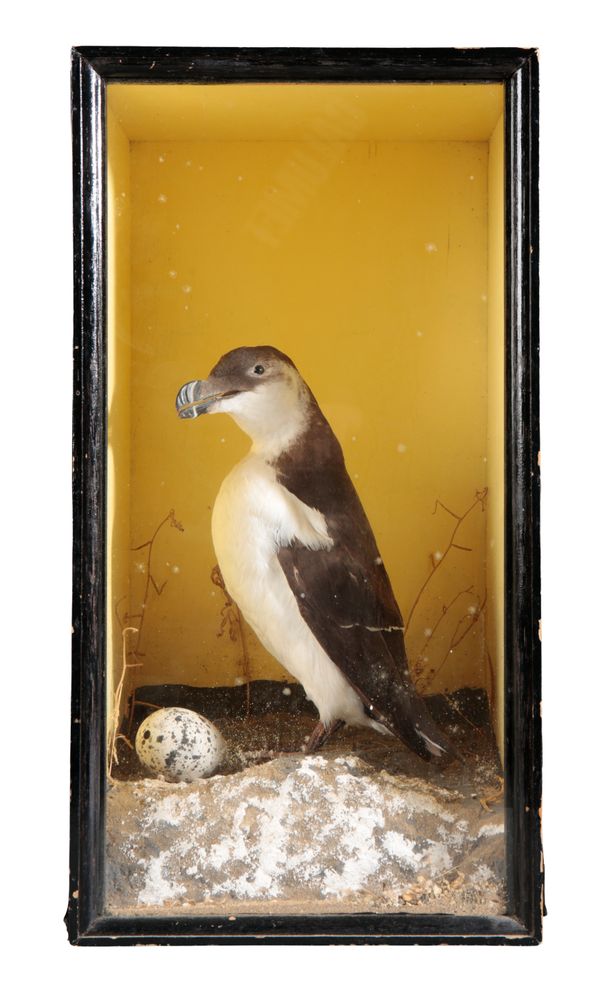 TAXIDERMY: A RAZOR BILL WITH SPECKLED EGG WITHIN GLAZED EBONISED CASE