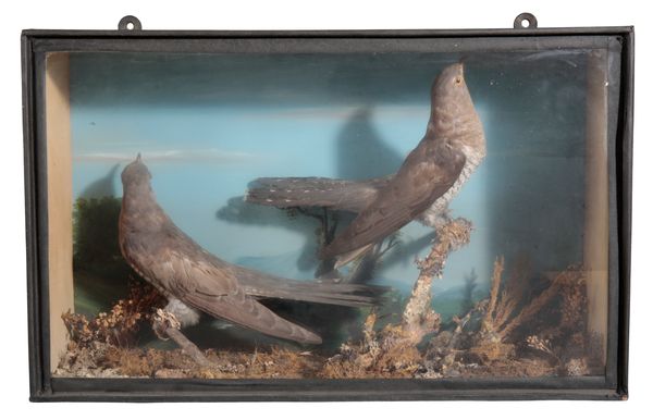 TAXIDERMY: A PAIR OF CUCKOOS IN GLAZED EBONISED CABINET