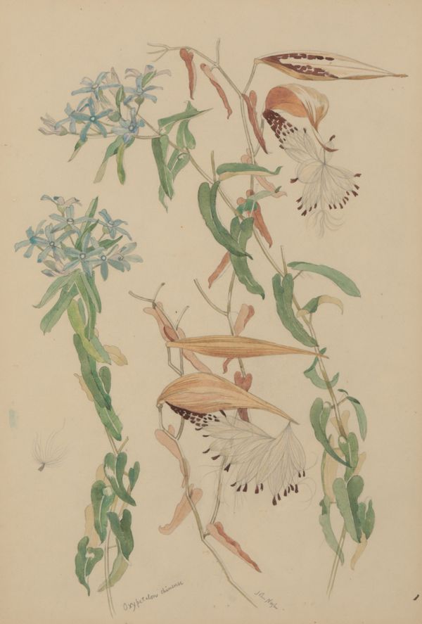 *JOHN NORTHCOTE NASH (1893-1977) ‘Botanical Study - Oxypetalum Coeruleum’