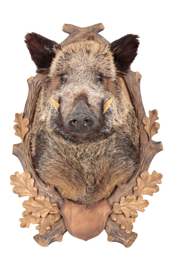TAXIDERMY: A WILD BOAR'S HEAD