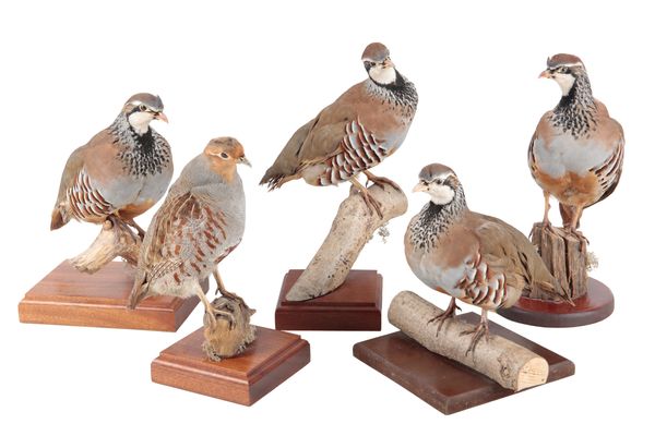 TAXIDERMY: FOUR RED-LEGGED PARTRIDGES BY DANIEL COOK, PICKERING, YORKSHIRE