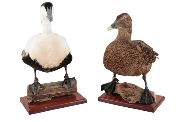 TAXIDERMY: A PAIR OF EIDER DUCKS BY DANIEL COOK, TAXIDERMIST, PICKERING, YORKSHIRE