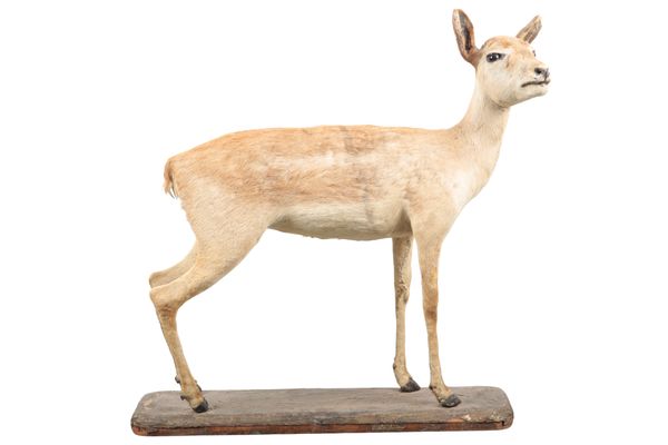 TAXIDERMY: A 19TH CENTURY ROE DEER