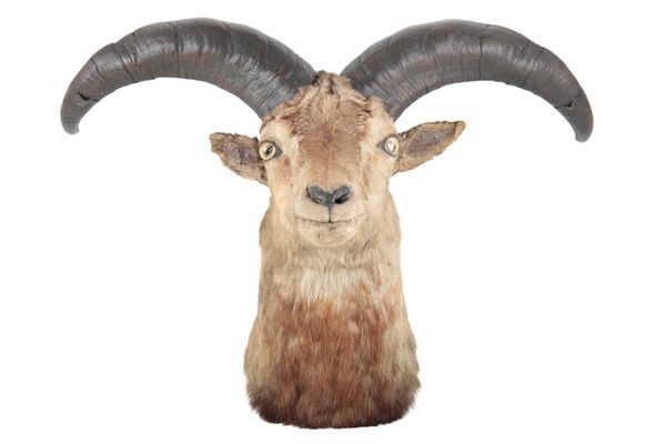 TAXIDERMY: A MOUNTAIN SHEEP NECK MOUNT