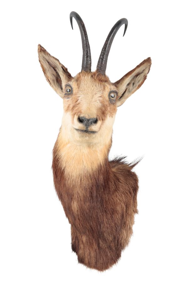 TAXIDERMY: A CHAMOIS NECK MOUNT