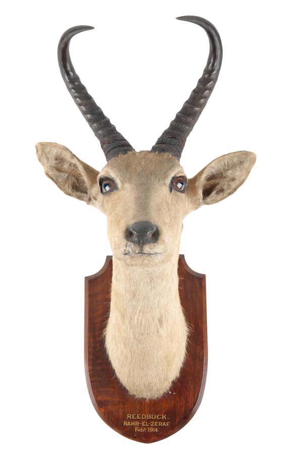 TAXIDERMY: A REEDBUCK NECK MOUNT