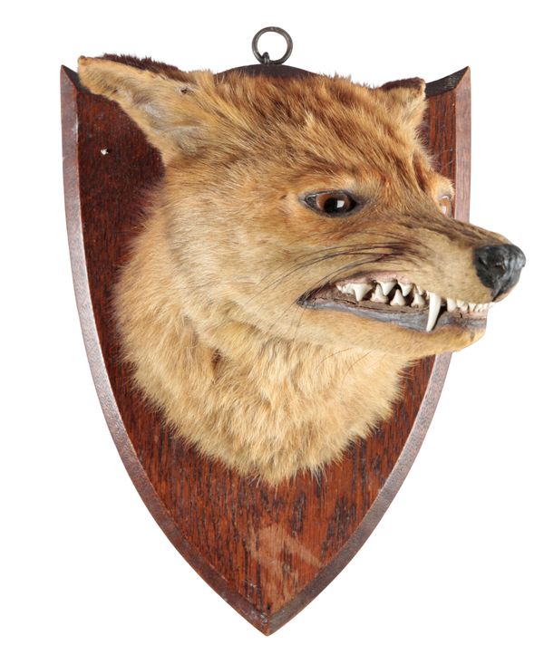 TAXIDERMY: A MOUNTED FOX MASK