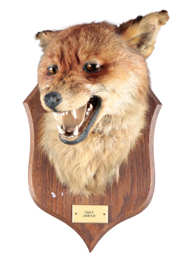 TAXIDERMY: A MOUNTED FOX MASK