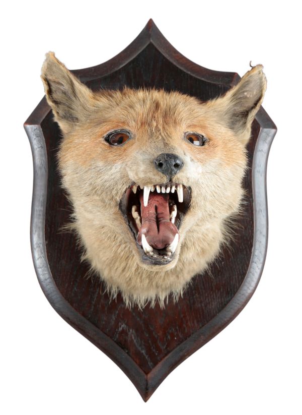 TAXIDERMY: A MOUNTED FOX MASK