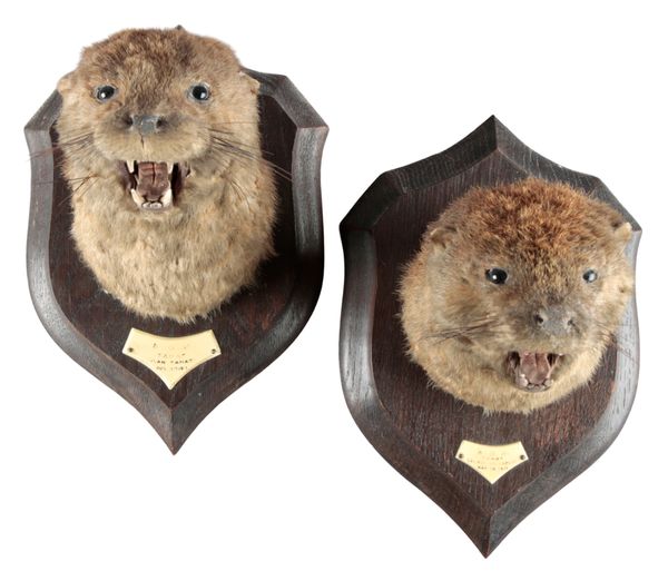 TAXIDERMY: A PAIR OF MOUNTED OTTER MASKS