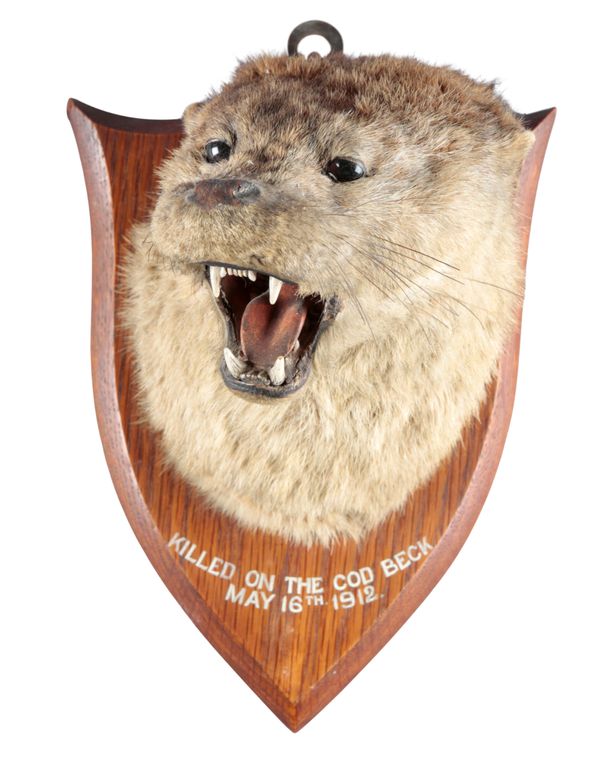 TAXIDERMY: A MOUNTED OTTER MASK