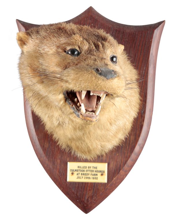 TAXIDERMY: A MOUNTED OTTER MASK