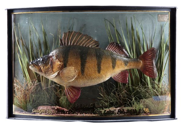 TAXIDERMY: A PERCH