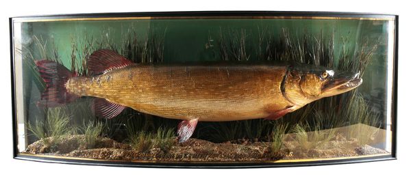 TAXIDERMY: A PIKE