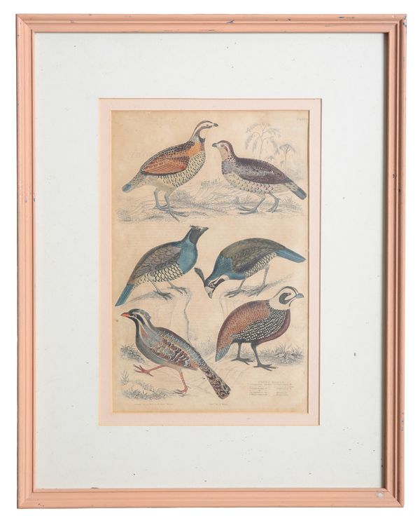 AFTER CAPTAIN BROWN ET AL (19TH CENTURY) Two studies of birds
